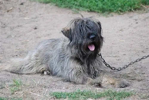 16 Gründe, warum Sie einen Hund niemals anketten oder anbinden sollten