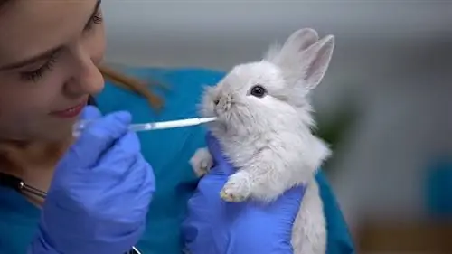 Hur man matar en kaninunge: 8 veterinärgodkända tips