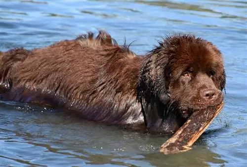 Ali imajo novofundlandski psi radi vodo (& Kako dobro znajo plavati)?