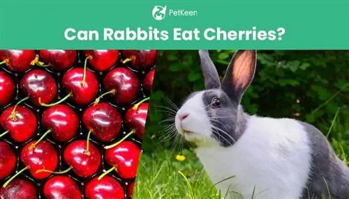 Dürfen Kaninchen Kirschen essen? Vom Tierarzt anerkannte Sicherheitsfakten & FAQ