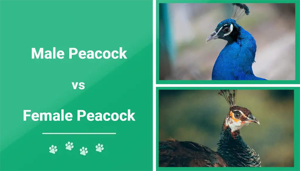 Txiv neej vs Poj niam Peacocks: Vet Pom Zoo Qhov txawv (nrog duab)