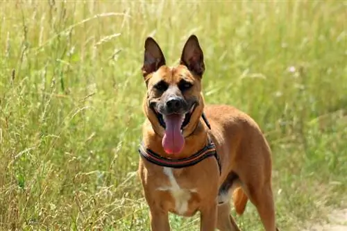 12 belgických barev malinois (s obrázky)