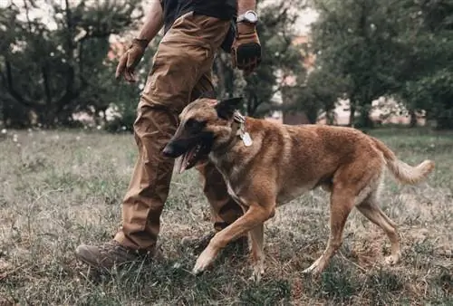 Hoe om Belgiese Malinois op te lei: 11 belangrike wenke