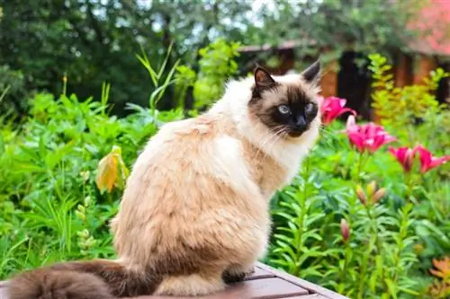 Бали муур: Баримт, Темперамент & Оюун ухаан (Зурагтай)