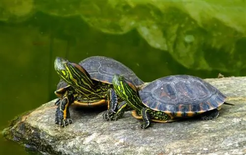 Kaj jedo želve v ribniku? 9 rastlin, ki jih radi jedo