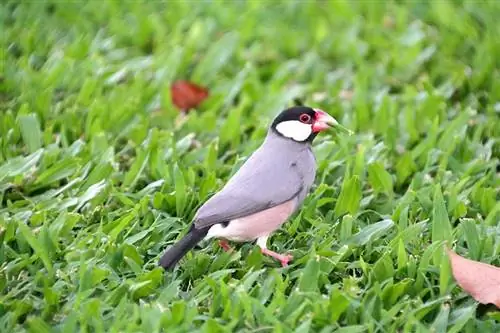 Java Finch. Traits, History, Food & Խնամքի ուղեցույց (նկարներով)