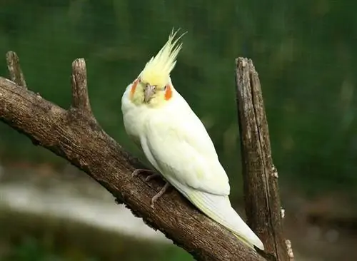 6 zogj të bardhë kafshë shtëpiake (me foto)