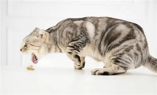 ¿Por qué mi gato tiene arcadas secas? Razones revisadas por veterinarios & Preguntas frecuentes