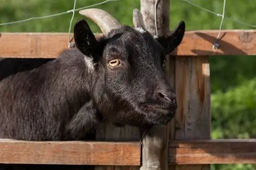 Bokke flou (miotonies): inligting, lewensduur, gedrag & Sorg (met prente)