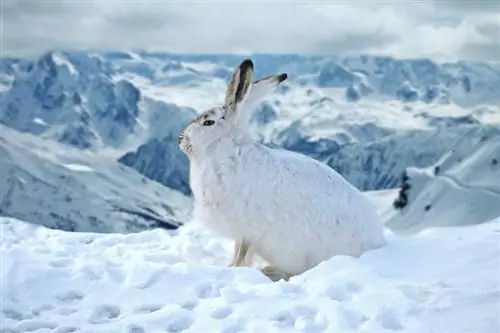 Planinski zec: činjenice, životni vijek, ponašanje & Vodič za njegu (sa slikama)