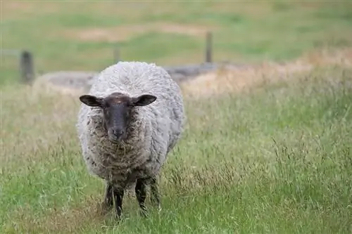 Suffolk Sheep: fatti, durata della vita, comportamento & Guida alla cura (con immagini)