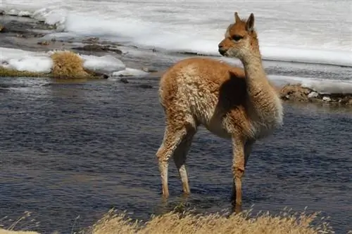 Kan lamaer svømme? Fakta & FAQ