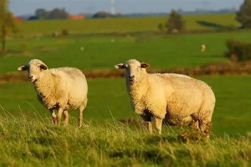 East Friesian Sheep: fatos, expectativa de vida, comportamento & Cuidados (com fotos)