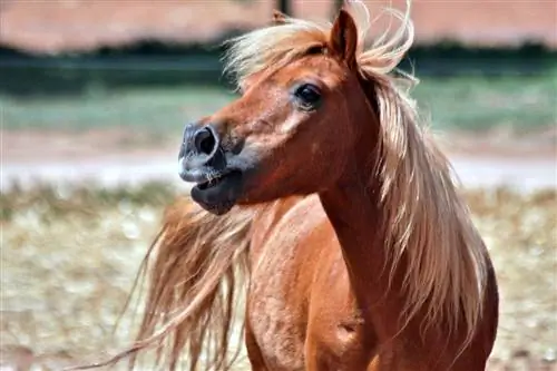 Shetland Pony: Qhov Tseeb, Lifespan, Cwj Pwm & Kev Qhia Txog Kev Kho Mob (nrog duab)