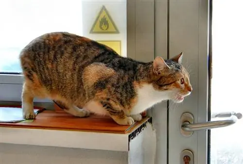 6 provjerenih načina za smirivanje mačke tijekom tjeranja (odgovor veterinara)