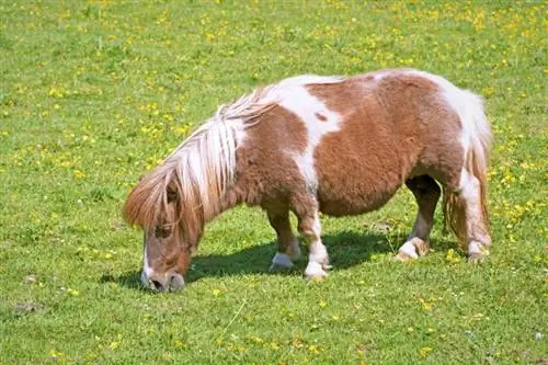 Miniaturni konj: informacije, slike, temperament & Lastnosti