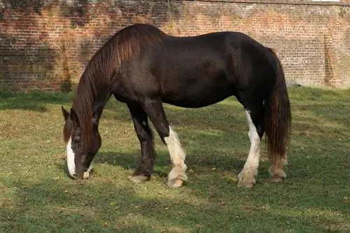 Cavalo Mustang: fatos, expectativa de vida, comportamento & Guia de cuidados (com fotos)