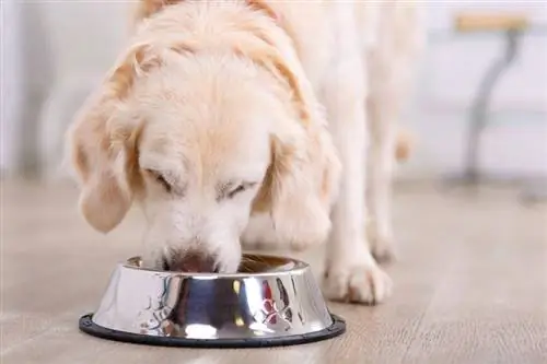 10 meilleurs aliments secs pour chiens en 2023 – Avis &