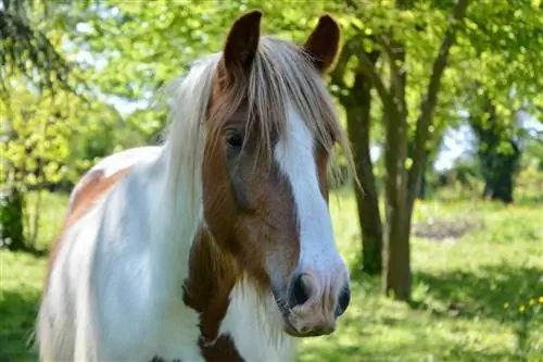 Gypsy Vanner Horse: Faktat, elinikä, käyttäytyminen & Hoitoopas (kuvilla)