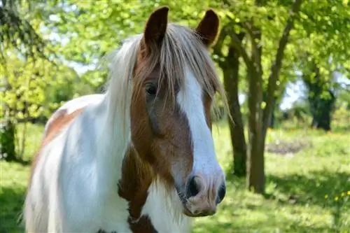 Gypsy Vanner Horse: Gerçekler, Ömür, Davranış & Bakım Kılavuzu (Resimlerle)