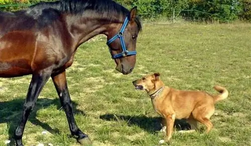 ცხენები უფრო ჭკვიანები არიან ვიდრე ძაღლები? შეიძლება გაგიკვირდეთ