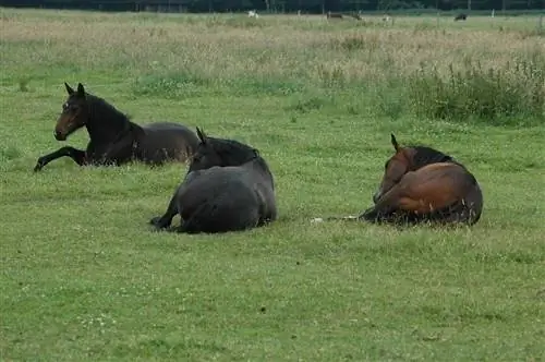 Hvor meget søvn har heste brug for? Det interessante svar