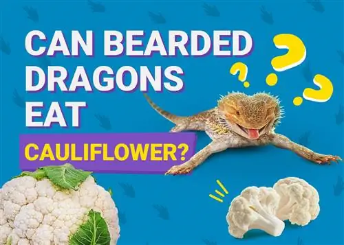 Mogu li bradati zmajevi jesti cvjetaču? Nutritivna vrijednost & Sigurnosne činjenice