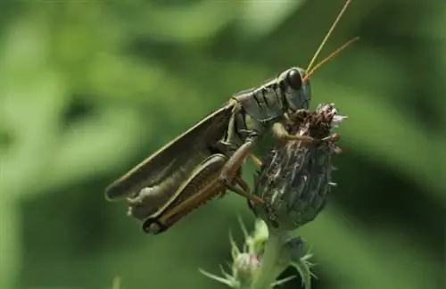 Kirpiler Cırcır Böceği Yiyebilir mi? Sağlık & Güvenlik Kılavuzu