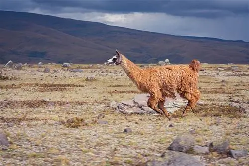 Sa shpejt mund të vrapojë një Llama? Shpejtësia e tyre e lartë befasuese