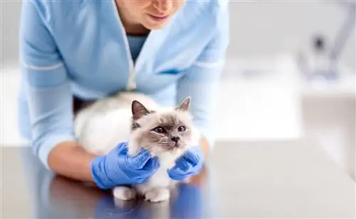 Combien coûtent les vaccins pour chats chez PetSmart ? (Guide des prix 2023)