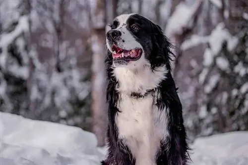 Berniefie (Mešanec bernskega planšarskega psa Newfoundlanda): Slike, vodnik, informacije & Nega