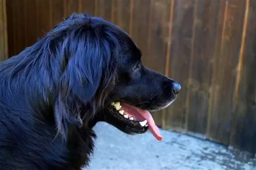 Black Golden Retriever: Mga Katotohanan, Pinagmulan & Kasaysayan (May Mga Larawan)