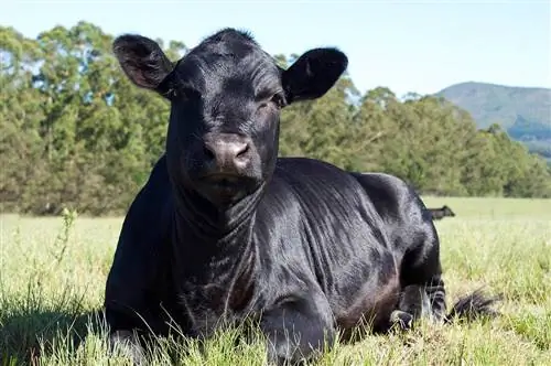 Aberdeen Angus szarvasmarha Fajta: tények, eredet & Történelem (képekkel)