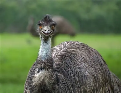 Cosa mangiano gli emù? 13 Alimenti comuni – Dieta approvata dal veterinario & Fatti sulla salute