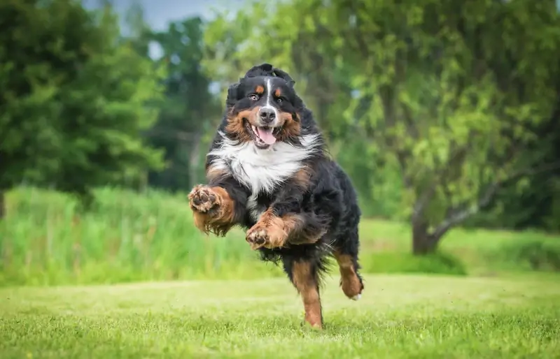 Cât de repede poate alerga un câine de munte bernez? Viteza medie & Factori determinanți