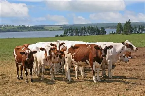 Ayrshire Cattle: Fakta, opprinnelse & Historie (med bilder)