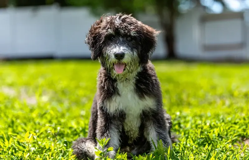 ¿Cuánto cuestan los Bernedoodles? (Guía de Precios 2023)