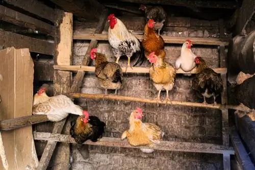 2023'ün En İyi 10 Tavuk Tüneği Barı – İncelemeler & En Çok Talep