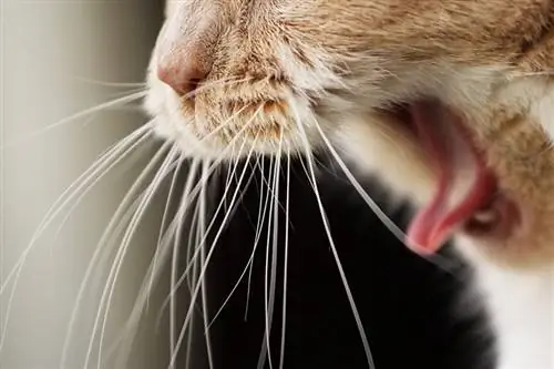 اگر گربه شما خفه می شود چه باید کرد: علائم، علل، & پیشگیری (پاسخ دامپزشک)