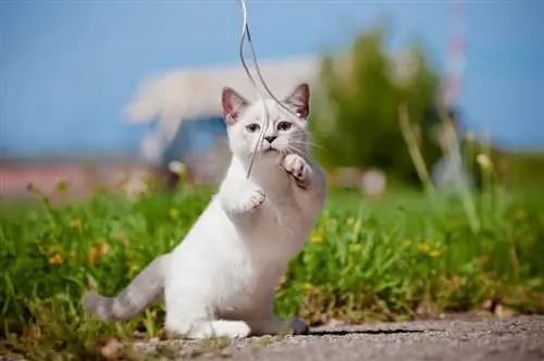 Zakaj imajo mačke rade strune? 5 razlogov (in tveganja, ki se jih morate naveličati)