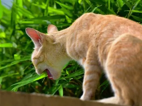 Mikä on kissojen regurgitaatio? Eläinlääkärin arvioimat erot oksentelun kanssa