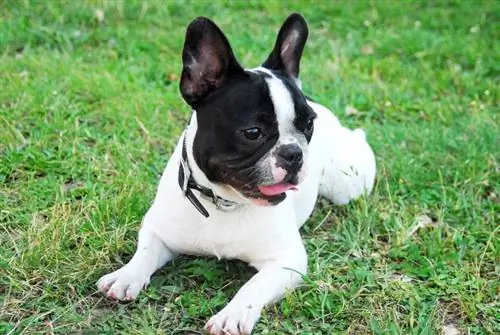 Informazioni sulla razza del cane Boston Terrier: immagini, guida alla cura, temperamento & Tratti