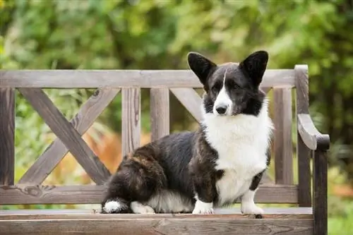 23 pitjors races de gossos per a al·lèrgies (amb imatge)