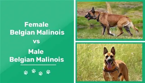 Manlik vs Vroulike Belgiese Malinois: Wat is die verskil (met prente)