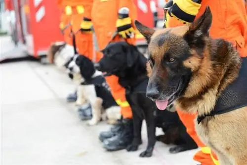 Com convertir-se en un gestor de gossos de rescat &: 7 passos clau