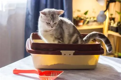 2023 онд Канад дахь хамгийн шилдэг 10 муурны хогийн хайрцаг – Шүүмж & Шилдэг сонголтууд