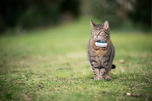 5 Bedste Cat GPS Trackers i Canada i 2023 – Anmeldelser & Topvalg