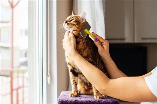 Bao lâu thì bạn nên chải lông cho mèo? Mẹo chải lông cho mèo