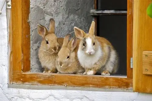 5 alternativ till kaninsängar hittade i ditt hem (med bilder)