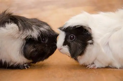 Abyssinian Guinea Pig ข้อมูล: รูปภาพ ลักษณะ & ข้อเท็จจริง